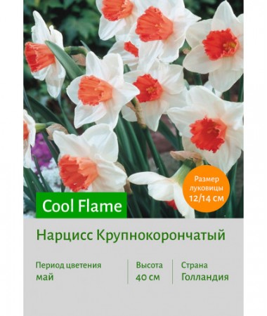 Нарцисс Cool Flame