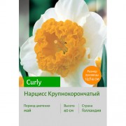Нарцисс Curly