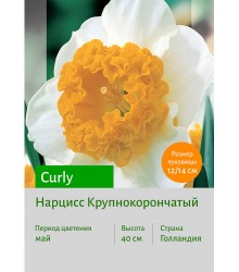 Нарцисс Curly