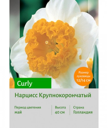 Нарцисс Curly