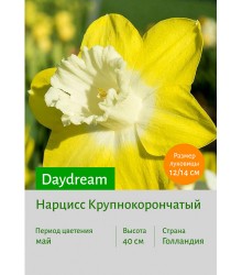 Нарцисс Daydream