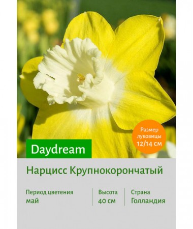 Нарцисс Daydream