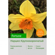 Нарцисс Fortune
