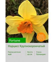 Нарцисс Fortune