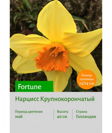 Нарцисс Fortune