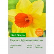 Нарцисс Red Devon