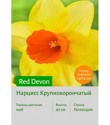 Нарцисс Red Devon