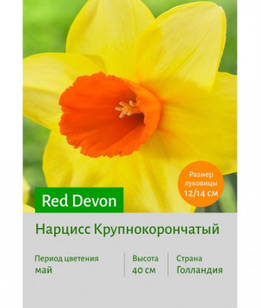 Нарцисс Red Devon