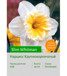 Нарцисс Slim Whitman