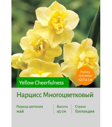 Нарцисс Yellow Cheerfulness