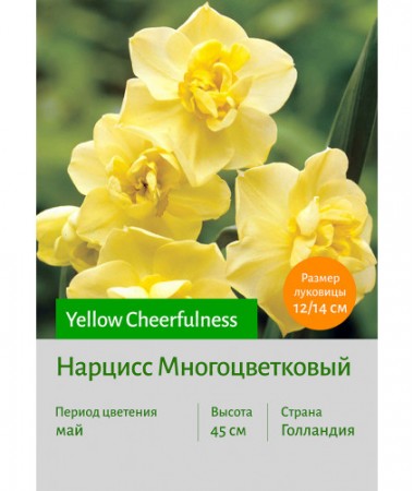 Нарцисс Yellow Cheerfulness