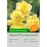Нарцисс Yellow Cheerfulness