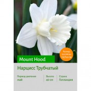 Нарцисс Mount Hood