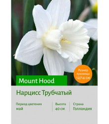 Нарцисс Mount Hood