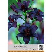 Лилия Blacklist