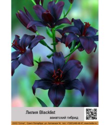 Лилия Blacklist
