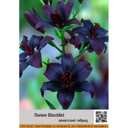 Лилия Blacklist