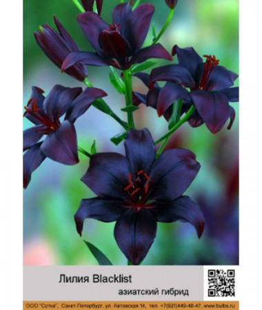 Лилия Blacklist