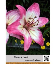 Лилия Levi