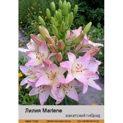 Лилия Marlene