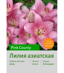 Лилия Pink County