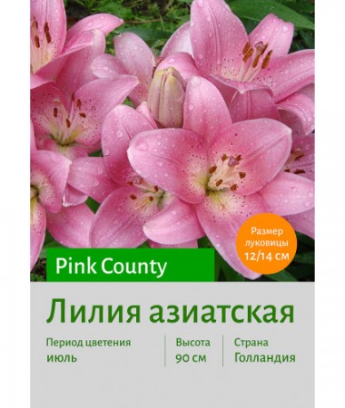 Лилия Pink County