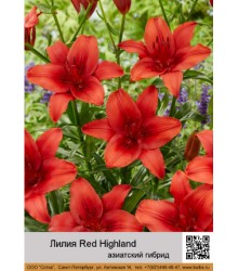Лилия Red Highland