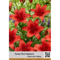 Лилия Red Highland