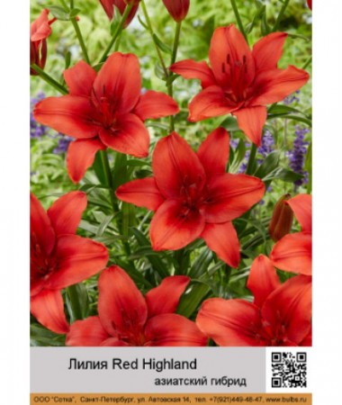 Лилия Red Highland