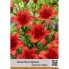 Лилия Red Highland
