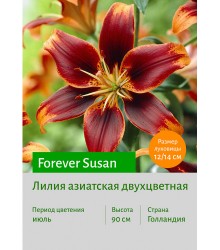 Лилия Forever Susan