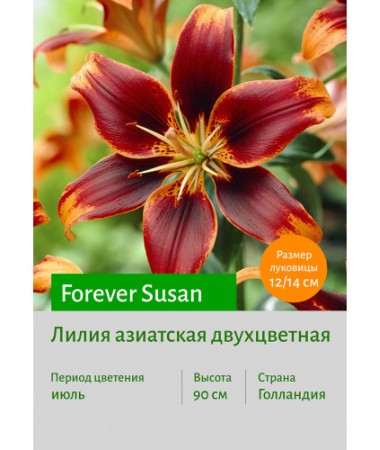 Лилия Forever Susan
