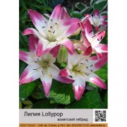 Лилия Lollypop