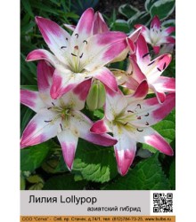Лилия Lollypop