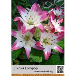 Лилия Lollypop