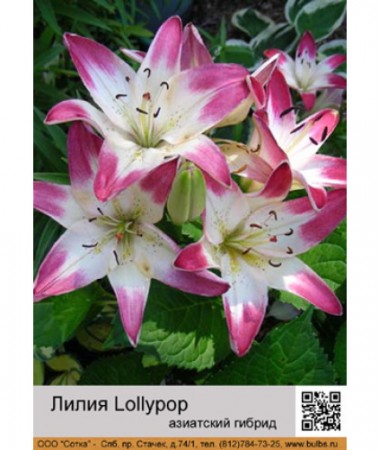Лилия Lollypop