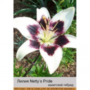 Лилия Netty's Pride
