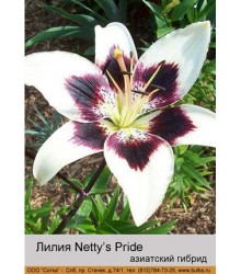 Лилия Netty's Pride