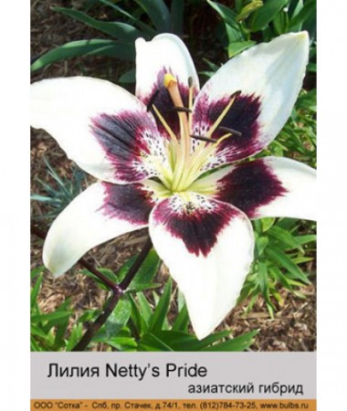 Лилия Netty's Pride