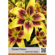 Лилия Pieton
