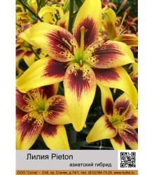 Лилия Pieton