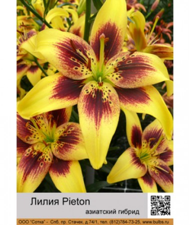 Лилия Pieton