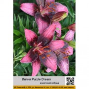 Лилия Purple Dream