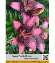 Лилия Purple Dream