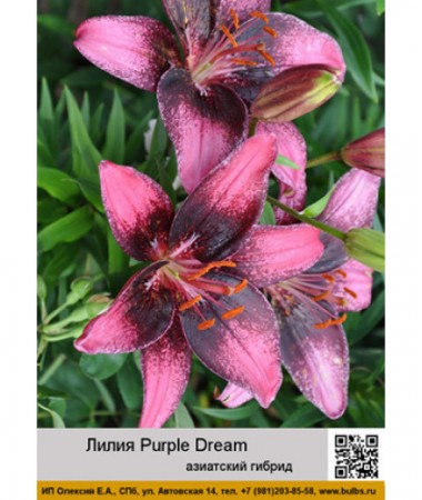 Лилия Purple Dream