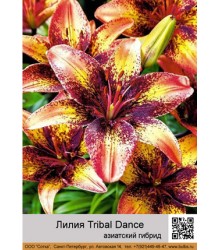 Лилия Tribal Dance