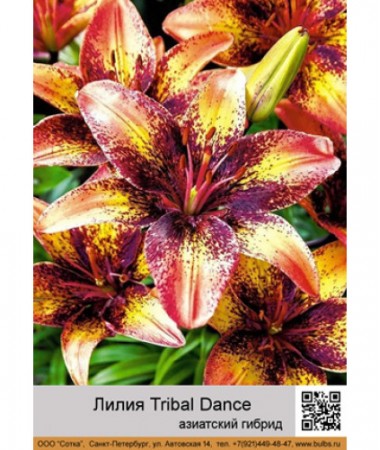 Лилия Tribal Dance