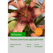 Лилия Whistler