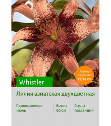 Лилия Whistler