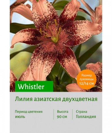Лилия Whistler